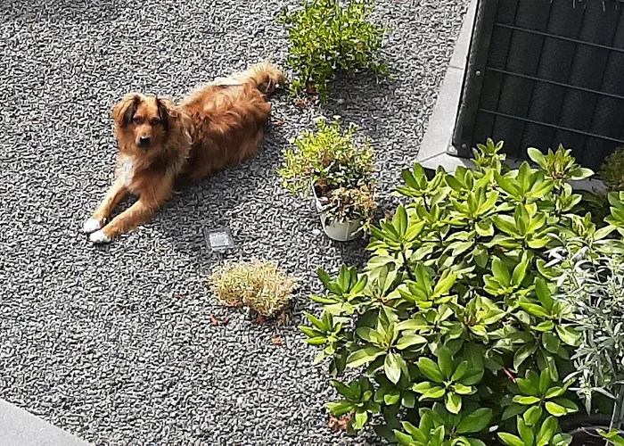 Vivanatura Eifelferienappartement Lejlighed